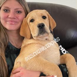 Girl 1 - Yellow female Labrador Retriever puppy in Palmdale, California from Sweet As Sugar Labradors