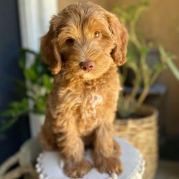 Flower - Caramel male Australian Labradoodle puppy in Palmdale, California from Pixie Doodle Paws