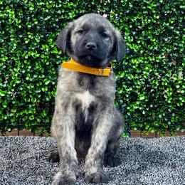 H.D Yellow Boy - Brindle male Anatolian Shepherd Dog puppy in Frenchtown, Montana from Apex Anatolians