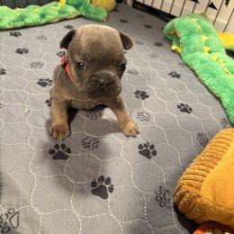 Barkley Smalls - Fawn French Bulldog puppy in Neenah, Wisconsin from Mimosa Acres French Bulldogs LLC