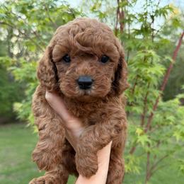 Cedar - Red male Cavapoo puppy in Midland, North Carolina from Rocky River Cavapoos