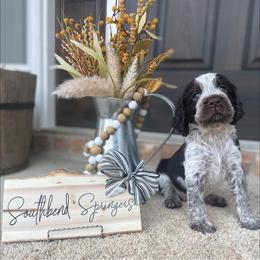 English Springer Spaniel Puppies from Southbend Springers