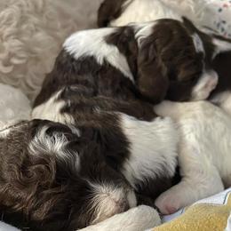 Lagotto Romagnolo Puppies from Joyful Heart