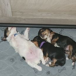 Yorkshire Terrier Puppies from Parti Time Yorkies Indy
