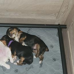 Yorkshire Terrier Puppies from Parti Time Yorkies Indy