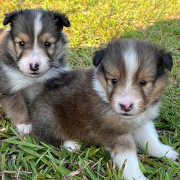 Shetland Sheepdog Puppies from Retter Ridge