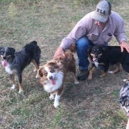 Miniature Australian Shepherds and Poodles from Triple J Aussies SD