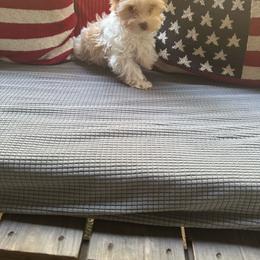 Kiana - Parti female Yorkshire Terrier puppy in Dierks, Arkansas from Yorkie’s Klassie Kreations