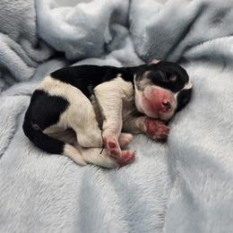 Raymond - Parti male Miniature Schnauzer puppy in Crosby, Texas from Raisin' the Woof Schnauzers