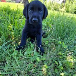 Yellow Boy - Black male Labrador Retriever puppy in Potosi, Wisconsin from Point and Flush Gun Dogs