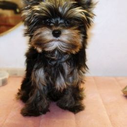 Yorkshire Terrier Puppies from Tiffany’s Colorful Yorkies