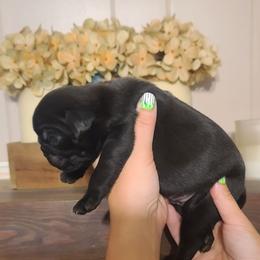 Boy 2 - Black male Pug puppy in Carbon Hill, Alabama from Gleaton's Pugs