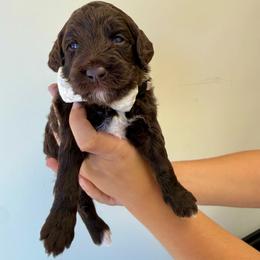 Olive - Chocolate female Goldendoodle puppy in Norcross, Georgia from Teddy Puppies
