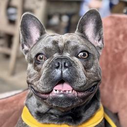 Bubbles - French Bulldog