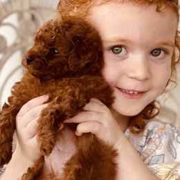 Goldendoodle Puppies from Labradoodleday