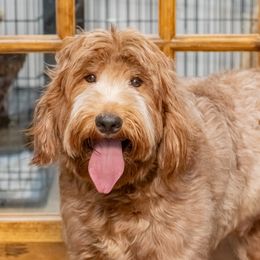 Holly - Goldendoodle