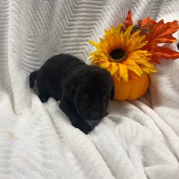 Brown Collar - Black male Labrador Retriever puppy in Stuart, Virginia from Russell Creek Labradors