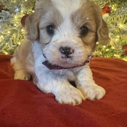 Oliver - Apricot male Cavapoo puppy in Howe, Oklahoma from Cuddly Cavapoos