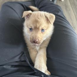 Female - Chocolate female Pomsky puppy in Harpers Ferry, West Virginia from Brandie Kelley