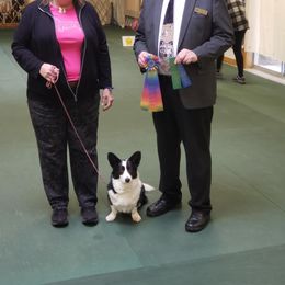 Cardigan Welsh Corgi All Grown Up from KeeRocka Show Dogs