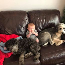 Australian Shepherd, Poodle, and Aussiedoodle All Grown Up from Sprout Creek Farms