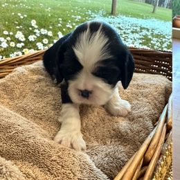 Charles - Tri-color male Cavalier King Charles Spaniel puppy in Anaheim Hills, California from Coulombe Puppy’s