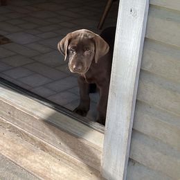 Labrador Retriever Puppies from Coram Deo Retrievers