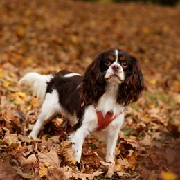 Brew - Cavalier King Charles Spaniel