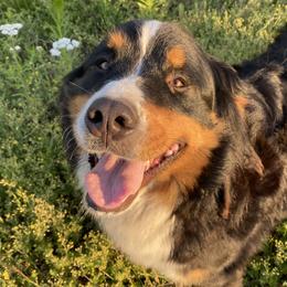 Neva - Bernese Mountain Dog