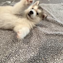 Alaskan Malamute Puppies from Alpenglow Alaskan Malamutes