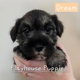 Dream - Salt and pepper male Miniature Schnauzer puppy in Lebanon, Missouri from Playhouse Puppies