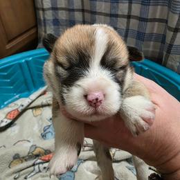 Girl 1 - Red female Pembroke Welsh Corgi puppy in Middleburg, Florida from Mulkeys Little Corgis
