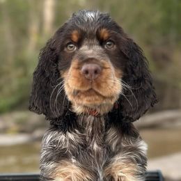 English Springer Spaniels from Cherokee Springers of NWFL