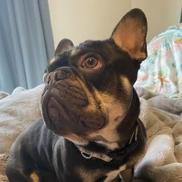 Franco - French Bulldog