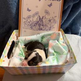 Tiny Tina - Black white and tan female Beagle puppy in New Tazewell, Tennessee from Sweet Warner Pugs