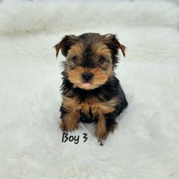 Brownie - Black and tan male Yorkshire Terrier puppy in Phoenix, Arizona from Saguaro Yorkie Ranch