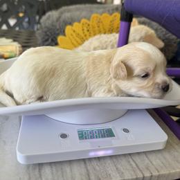 Havanese Puppies from Sonny's Pups