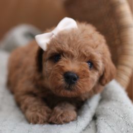 Autumn - Apricot female Poodle puppy in Axtell, Texas from Dlm_doodles