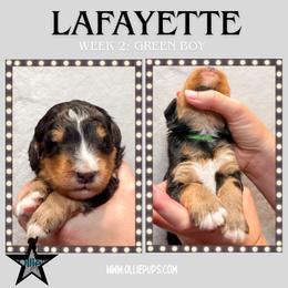 Lafayette (Green collar) - Tri-color male Bernedoodle puppy in Boiling Springs, South Carolina from OlliePups, LLC