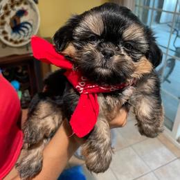 Shih Tzus and Yorkshire Terriers from Crystal's Shih Tzus and Yorkies
