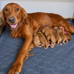Female 1 - Dark golden female Golden Retriever puppy in Gillete, Wyoming from Red Prairie Retrievers