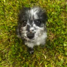 Woodrow Wilson - Blue merle male Aussiedoodle puppy in Asheboro, North Carolina from Stellar Aussies