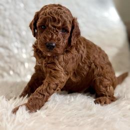 Goose - Red  male Poodle puppy in Cedar City, Utah from Pearson's Poodles