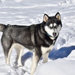 Tyra - Pomsky