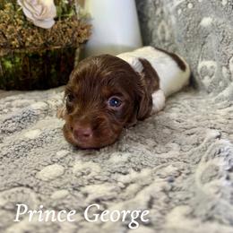 Prince George - Piebald male Dachshund puppy in Aiken, South Carolina from State Eight Dachshunds