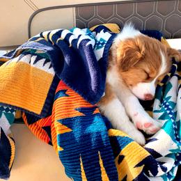 Australian Shepherd Puppies from Southern Comfort Aussies
