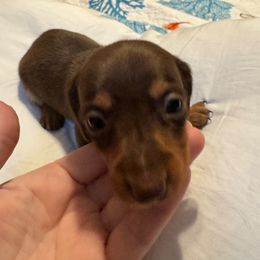 Short hair chocolate and tan female - Chocolate and tan female Dachshund puppy in Canton, Texas from Bonnie and Clyde Dachshunds