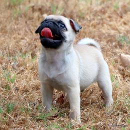 Ace - Fawn male Pug puppy in Winnsboro, Texas from Southern pugs