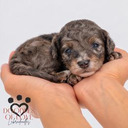 Maisie - Merle female Labradoodle puppy in Travelers Rest, South Carolina from Doodles of Love Labradoodles