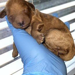 Blue collar girl - Red  female Poodle puppy in Valdosta, Georgia from Posh Poodles